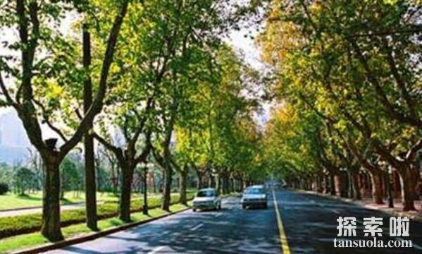 南京邪门的交通事故：诡异的超车，法国梧桐闯进了驾驶室