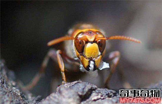 世界上最危险的十种昆虫 排名第一的被他轻轻咬一口就丧命
