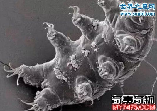 世界上的不死生物 水熊虫 能称霸宇宙