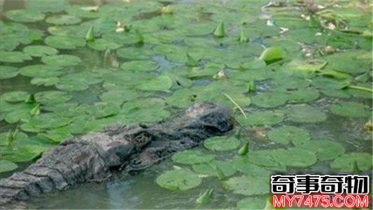 世界上最大的鳄鱼 咸水鳄体重两千斤曾杀死4000个日本人