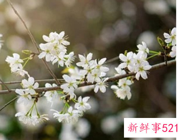 520告白简单的话语