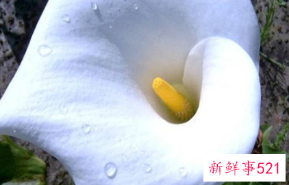 双鱼女第一次印象