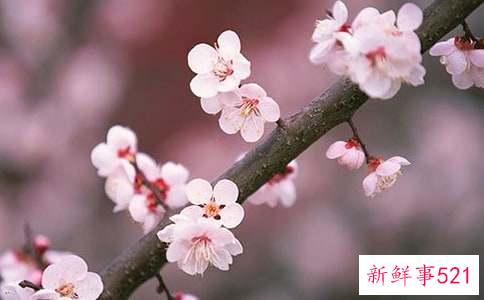 裙有背带在一秒桃花来