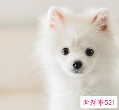 属狗男几月出生最好命