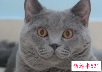 最适合新手养的猫排名