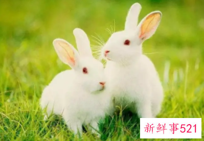 属兔的几月出生旺人旺己