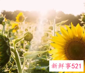 余生的句子唯美短句