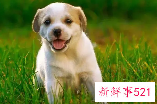 生肖狗命中有两大贵人