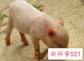 1995属猪什么时候添丁