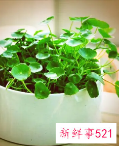 12生肖对应的幸运植物
