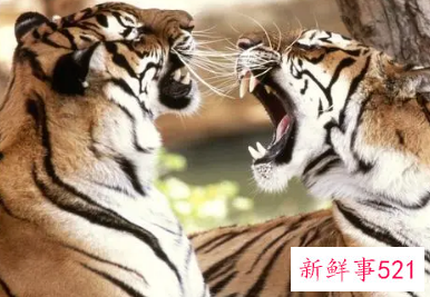 属虎和属猴的婚姻