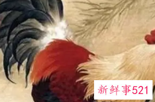 属鸡的老公是怎样的