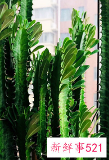 12生肖对应的幸运植物