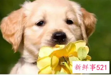 生肖狗命中有两大贵人