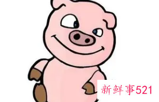 属猪腊月出生寿命短