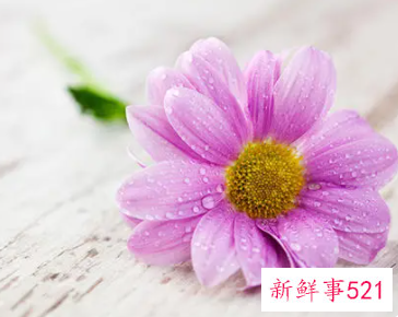 能给射手座带来桃花运的花