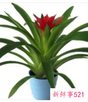 属马人养什么花旺财