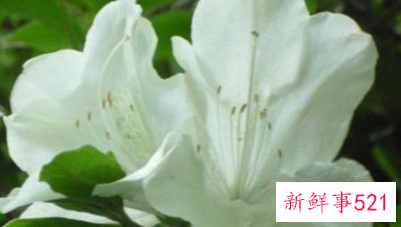 双鱼女第一次印象