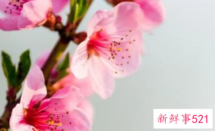 属鼠男命有正缘桃花