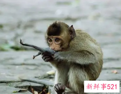1992年属猴的吉祥颜色