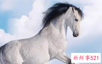 属龙和属马适合生什么宝宝
