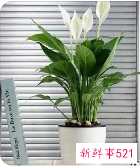 属马人养什么花旺财