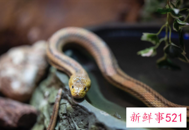 金命属蛇的什么月份出生好命