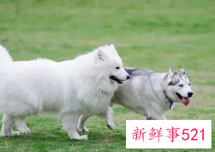 生肖狗命中有两大贵人