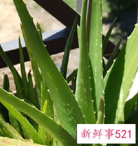 芦荟的功效和作用有哪些