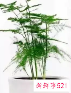 12生肖对应的幸运植物