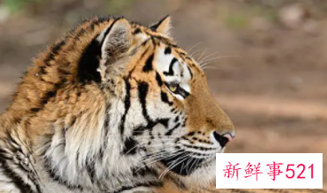 属猴背后小人是谁