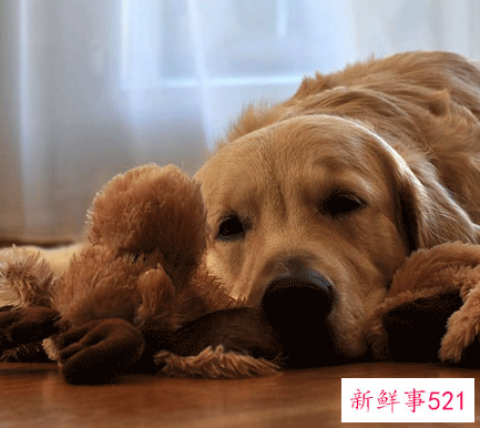 属狗男几月出生最好命