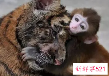 属虎和属猴的婚姻