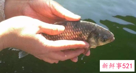 梦见家人放生一条巨型鱼