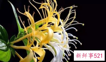 双鱼女第一次印象