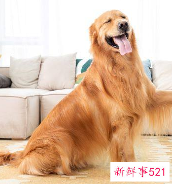 属狗男几月出生最好命