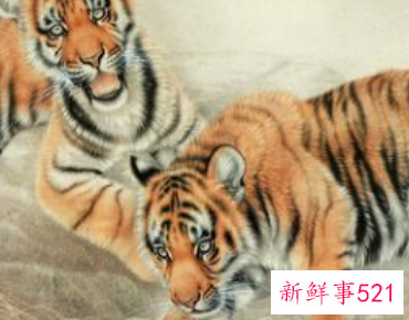 属虎和属猴的婚姻