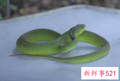 金命属蛇的什么月份出生好命