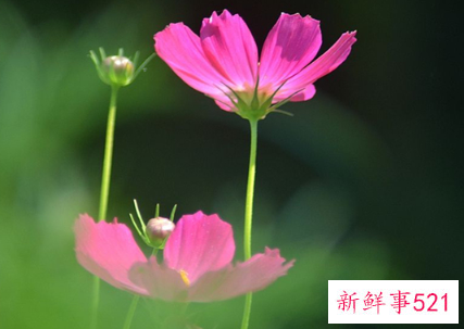 12星座的幸运花是什么