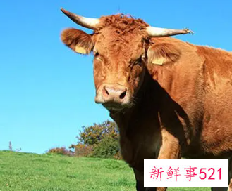 属牛女人床上爱你的表现