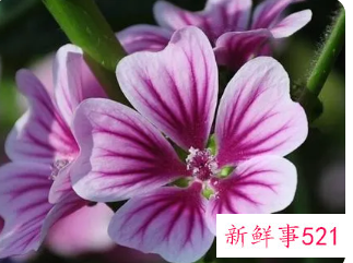 365天的花语对照表