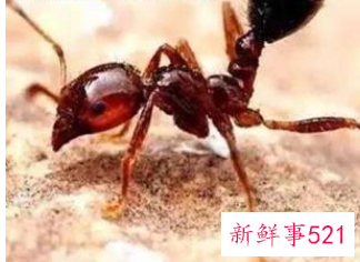 被不明虫子咬了刺痛还长了小包怎么办