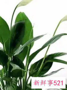 12生肖对应的幸运植物