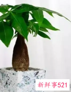 12生肖对应的幸运植物