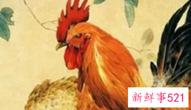 属鸡的老公是怎样的