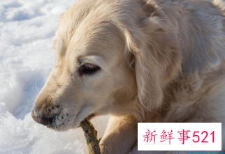 生肖狗6月运势