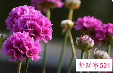 365天的花语对照表