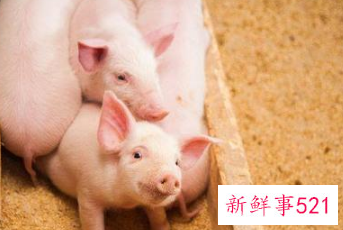 属猪腊月出生寿命短