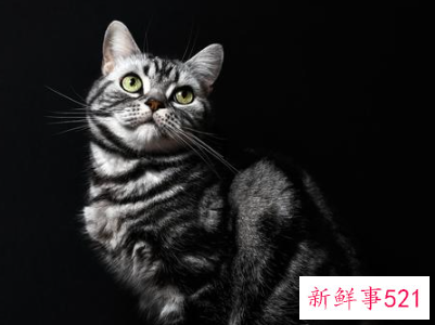 最适合新手养的猫排名