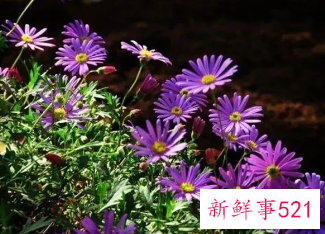 365天的花语对照表